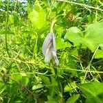 Leptospron adenanthum Λουλούδι