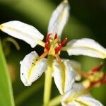 Tristellateia australasiae Blomma