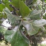 Quercus marilandica Hoja