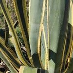 Agave americana Folha