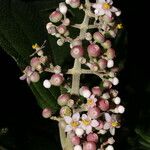 Conostegia subcrustulata Virág