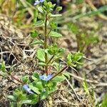 Veronica acinifolia Inny