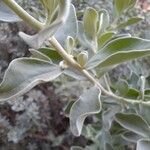 Leucophyllum candidum Leaf