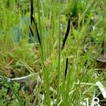 Carex nigra Цвят