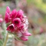 Anthyllis montana Fleur
