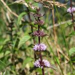 Mentha arvensis Habit