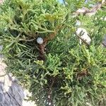 Juniperus californica Plod