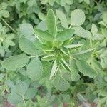 Trigonella caerulea Leaf