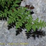Allosorus acrosticus Leaf