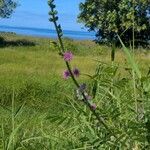 Mimosa diplotricha Λουλούδι