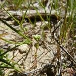 Radiola linoides Vivejo