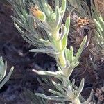 Plantago webbii Leaf