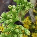 Euthamia graminifolia Цвят