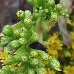 Euthamia graminifolia Flor