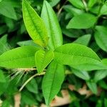Ligustrum vulgare Fuelha