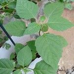 Solanum americanumLeaf