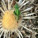 Carlina acaulisLorea