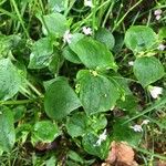 Claytonia sibirica برگ