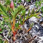 Hedysarum hedysaroides Hábito