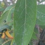 Aristotelia chilensis Fuelha