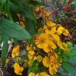 Helenium autumnaleBlomst