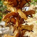 Orobanche rapum-genistae Flor