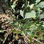 Hertia cheirifolia List