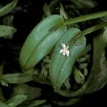 Dendrobium infortunatum Kvet