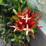 Ixora coccineaКвітка