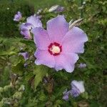 Hibiscus mutabilis Fiore