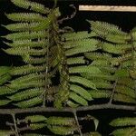 Cyathea cuspidata