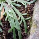 Plantago coronopus Blad