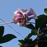 Mansoa alliacea Flower