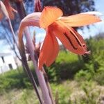 Watsonia meriana പുഷ്പം