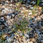Allium tuberosum Květ