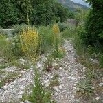 Verbascum pulverulentum Habit