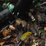 Gymnosiphon longistylus Hábito