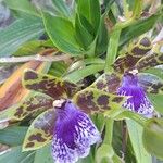 Zygopetalum maculatum Kukka