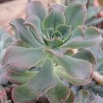 Echeveria bicolor Levél