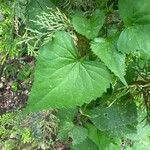 Spananthe paniculata Leaf