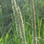 Phleum pratense 整株植物