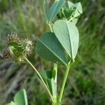 Medicago polymorpha पत्ता