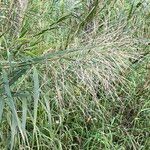 Phragmites karka 整株植物