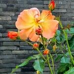 Rosa glauca Blomma