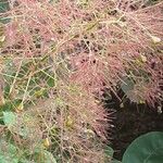 Cotinus coggygriaBlüte