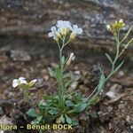 Cardamine bellidifolia 整株植物