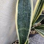 Dracaena trifasciata Blatt