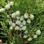 Juniperus sabina Λουλούδι