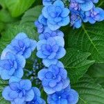 Hydrangea macrophylla花