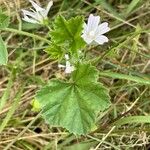 Malva neglecta Leaf